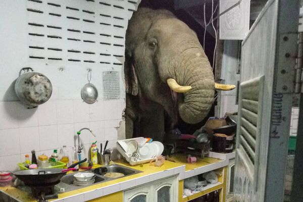 Пробивший стену жилого дома слон в Таиланде. - Sputnik Молдова