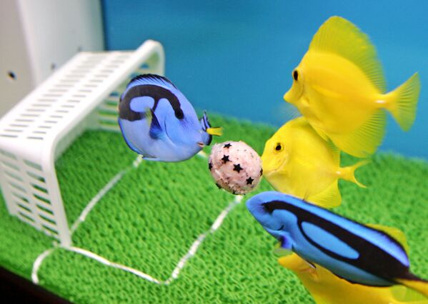 Peștii se joacă cu mingea într-un acvariu din Yokohama, o suburbie a orașului Tokyo. - Sputnik Moldova