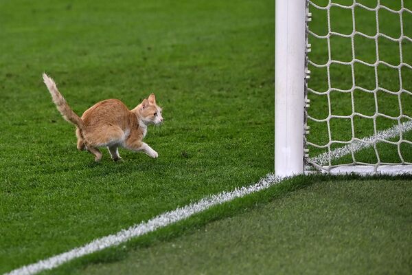 O pisică se plimbă pe teren în timpul unui meci de fotbal pe stadionul Juventus din Torino - Sputnik Moldova
