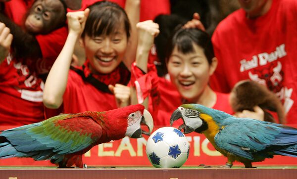 Doi papagali ciupesc o minge de fotbal în miniatură în timp ce îngrijitorii de la  grădina zoologică urmăresc un meci de fotbal cu animale în Seul. - Sputnik Moldova