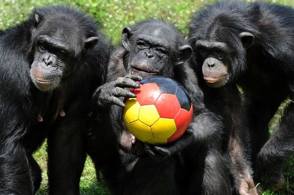 Un grup de cimpanzei care se joacă cu o minge de fotbal în parcul Serengeti, Germania - Sputnik Moldova