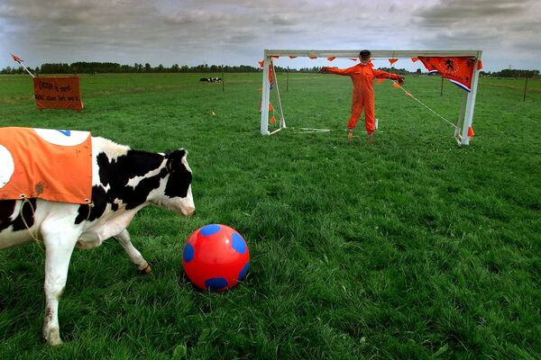 O vacă se joacă cu mingea pe o pășune de lângă orașul olandez Baambrugge - Sputnik Moldova