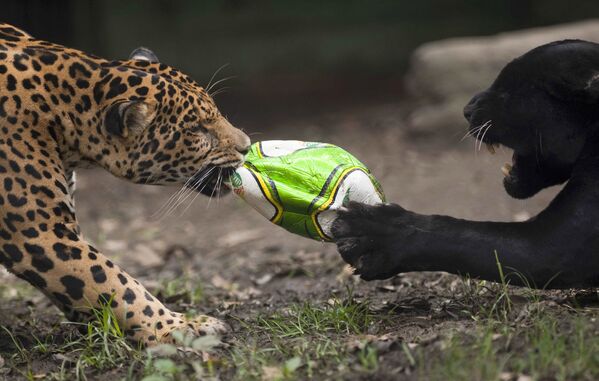 Jaguarii se joacă cu mingea de fotbal la grădina zoologică Santa Fe din Medellin, Columbia - Sputnik Moldova