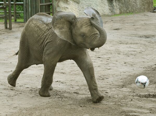 Elefantul Nelly lovește mingea în poarta Italiei, Parcul Serengeti, Germania - Sputnik Moldova