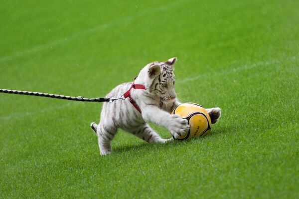 Pui de tigru alb se joacă pe stadionul de fotbal din Dresda - Sputnik Moldova