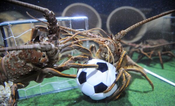 Două langustine se luptă pentru o minge de fotbal într-o piscină amenajată ca teren de fotbal, în acvariul Sea Life din Berlin - Sputnik Moldova