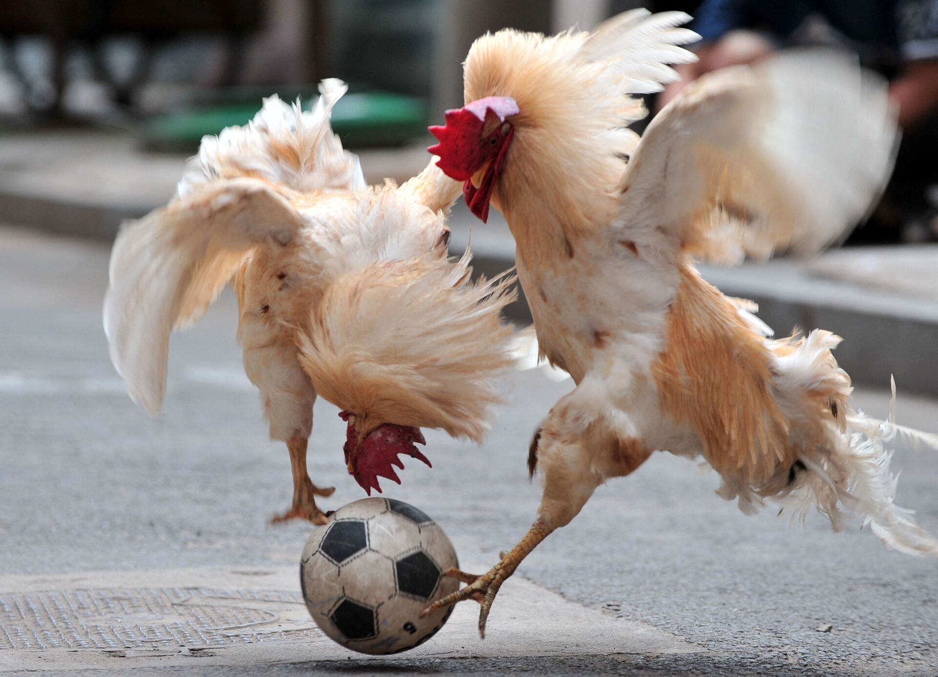 Два петуха дерутся за мяч во время шоу футбольного матча с цыплятами в Шэньяне, Китай - Sputnik Молдова, 1920, 31.01.2022