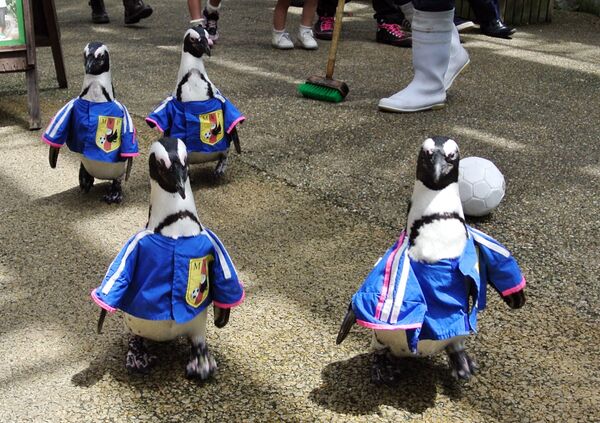 Pinguinii, în costume după modelul uniformei echipei naționale de fotbal japoneze, se plimbă printr-un parc din Japonia - Sputnik Moldova-România