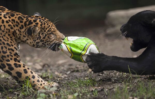 Jaguarii se joacă cu mingea de fotbal la grădina zoologică Santa Fe din Medellin, Columbia - Sputnik Moldova-România