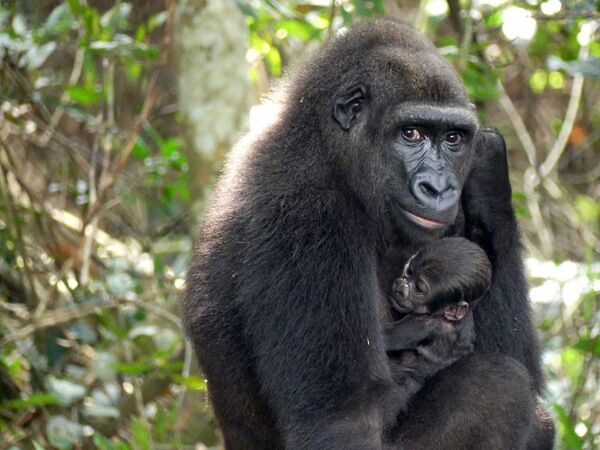 Детеныш гориллы, рожденный в дикой природе от родителей, выросших в неволе и перемещенных в национальный парк плато Батеке на юго-востоке Габона  - Sputnik Молдова