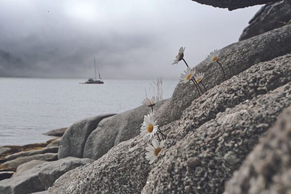 Шантарские острова — суровое место. Но и там есть прекрасные виды, — говорит Евгений Сазонов. Туристический сезон на архипелаге, расположенном в Охотском море, длится не более трех месяцев в году — с июля по конец сентября. Большинство путешественников едут туда, чтобы увидеть гренландских китов, косаток и белух. - Sputnik Молдова