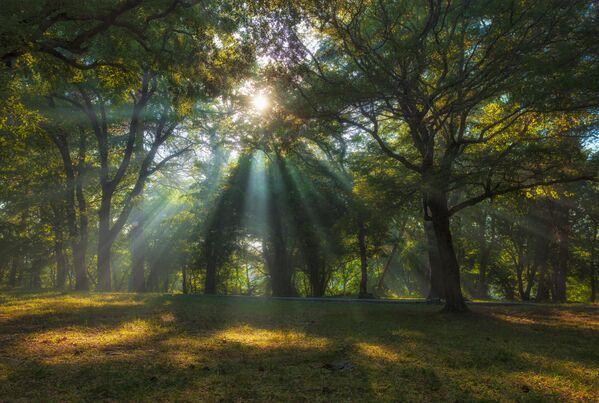Это было замечательное утро в Бетте. Солнце пробивалось сквозь ветви деревьев, а легкая дымка прорисовывала каждый лучик, — рассказывает об этой фотографии Александр Аседач. — Как порой ценно то, что по привычке принято считать мелочами. Бетта — хутор в Краснодарском крае, район Геленджика.На побережье — обычная курортная жизнь: туристы купаются, загорают, едят в ресторанах. А вокруг — горы, склоны которых заросли соснами, кипарисами, елями, жасмином, акацией и можжевельником. - Sputnik Молдова