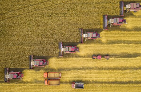 Этот кадр сделан в Липецкой области, в селе Варваро-Борки. Комбайны широким фронтом собирают урожай пшеницы. Они выстроились по диагонали, чтобы не мешать друг другу, — отметил фотограф Игорь Кляхин. — Таким образом, они не упустят ни колоска. - Sputnik Молдова