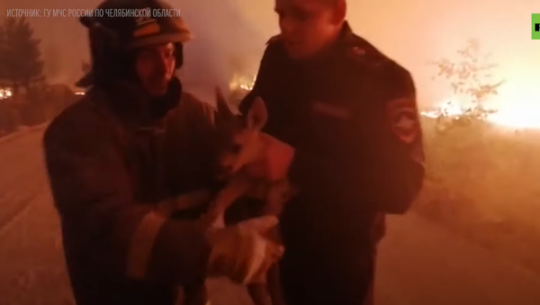 Под Челябинском оленёнка спасли из лесного пожара - Sputnik Молдова