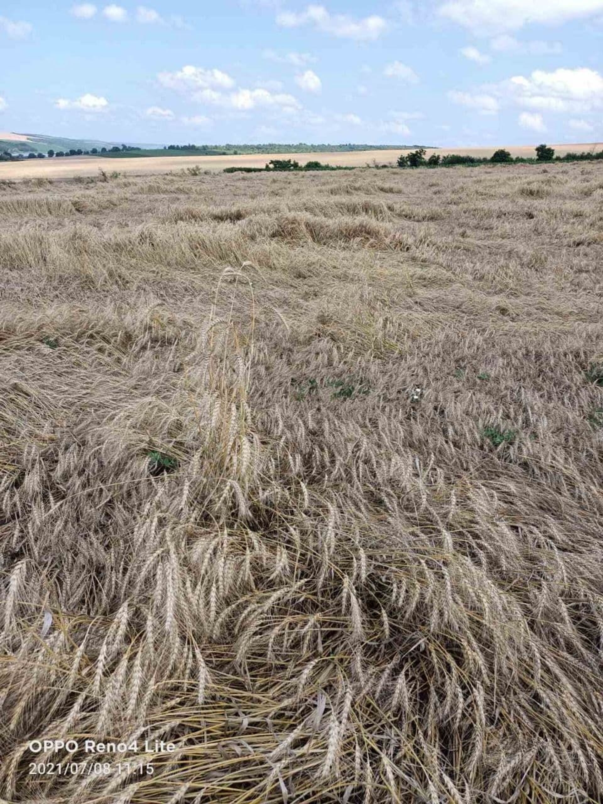  Ploile torențiale și vânturile puternice au pătulit lanurile de cereale din sud-estul Republicii Moldova - Sputnik Moldova, 1920, 20.07.2021