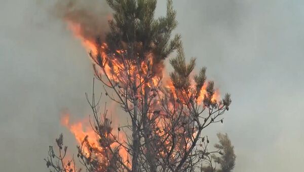 Спасатели МЧС борются с огнем в поселках Джабык и Запасное в Челябинской области - Sputnik Молдова