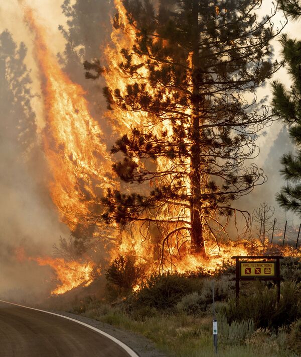 Lupta cu incendiul de vegetație în pădurea națională California Plumas, SUA. - Sputnik Moldova-România