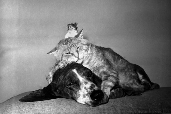 Кошка, собака и хомяк в Сан-Вэлли, Калифорния - Sputnik Молдова