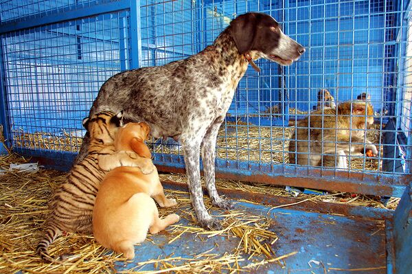 Приемная мать кормит тигренка, как одного из своих щенков, Франция - Sputnik Молдова