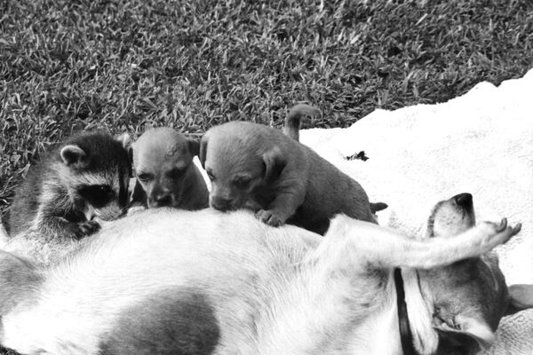 Собака Сьюзи кормит своих щенков и енота, штат Джорджия  - Sputnik Молдова