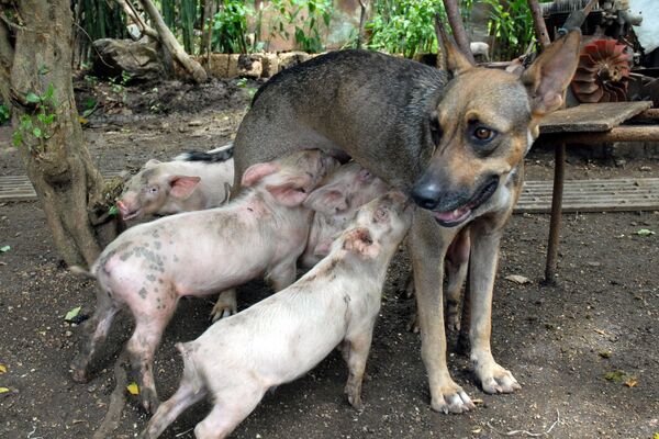 Собака по кличке Йети кормит четырех поросят в Камагуэйе, Куба, 2011 год - Sputnik Молдова