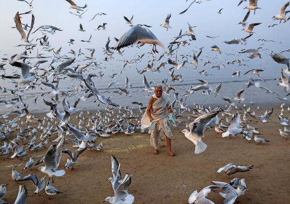 Un bărbat hrănește pescărușii pe plaja Mării Arabiei din Mumbai, India. - Sputnik Moldova