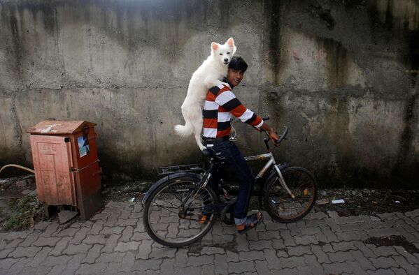 Un băiat merge cu bicicleta și îl duce în spate pe câinele său, în Mumbai - Sputnik Moldova