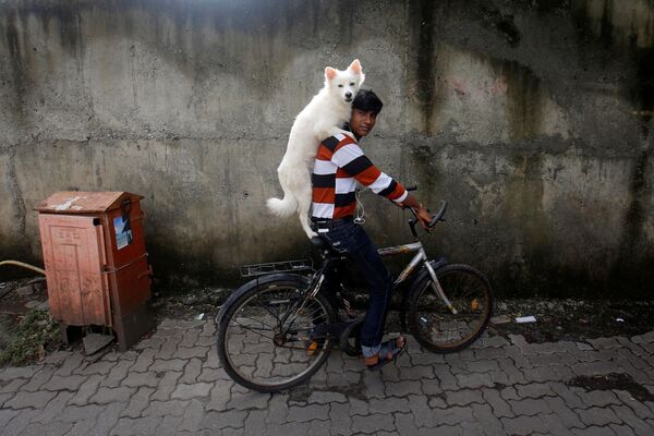 Парень катается на велосипеде со своей собакой в Мумбаи. - Sputnik Молдова