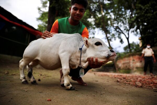Карликовая корова Рани на ферме в Бангладеш. - Sputnik Молдова