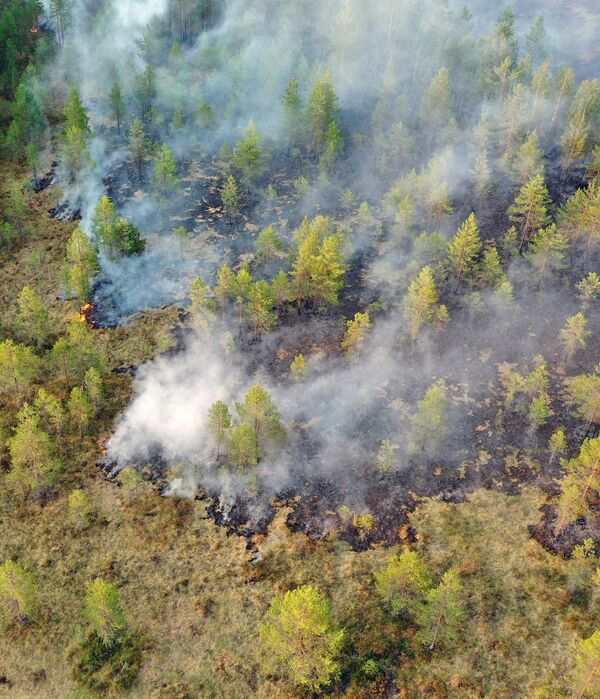 Păduri în flăcări în Karelia. - Sputnik Moldova-România