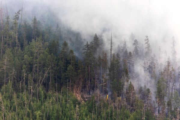 Incendii de vegetație în Iakutia, Rusia - Sputnik Moldova-România