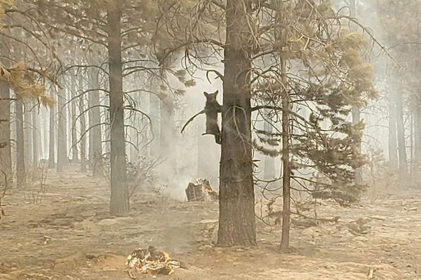 Медвежонок цепляется за дерево после того, как его заметил офицер службы безопасности при пожаре Бутлег в южном Орегоне, США. - Sputnik Молдова