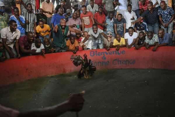 Петушиные бои в Порт-о-Пренсе, Гаити. - Sputnik Молдова
