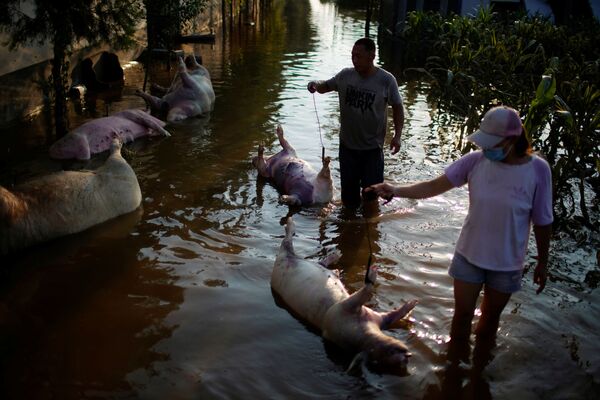 На фото: работники фермы вывозят погибших при наводнении животных. - Sputnik Молдова