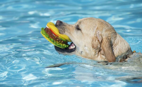 Лабрадор совершат заплыв с любимым бургером. После закрытия купального сезона в общественном бассейне города Корбе недалеко от Штутгарта, бассейн открывают на один день для собак и их владельцев. - Sputnik Молдова