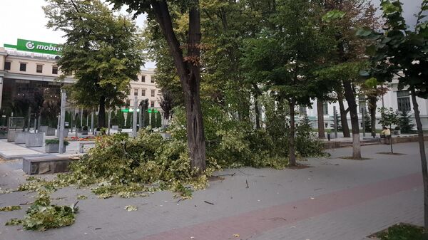 Сильный ветер в Кишиневе повредил деревья - Sputnik Молдова