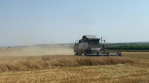 Recoltarea grâului, cereale - Sputnik Moldova