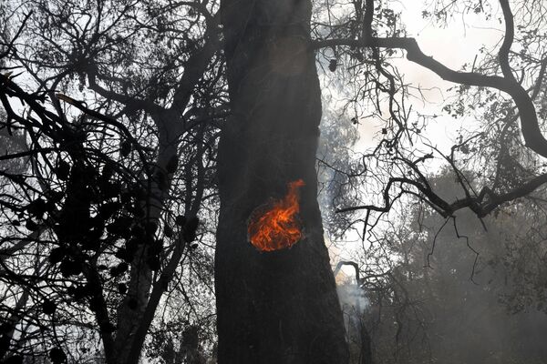Лесные пожары - настоящее бедствие для планеты. Горящий ствол дерева в лесу у деревни Лабири, недалеко от Патр, Греция, 1 августа 2021 года. - Sputnik Молдова