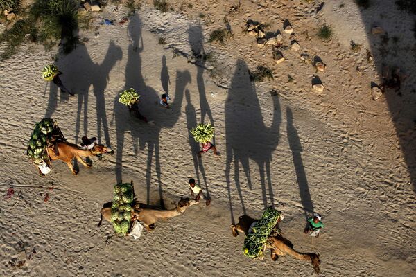 Индийские фермеры и верблюды с арбузами в Аллахабаде. - Sputnik Молдова