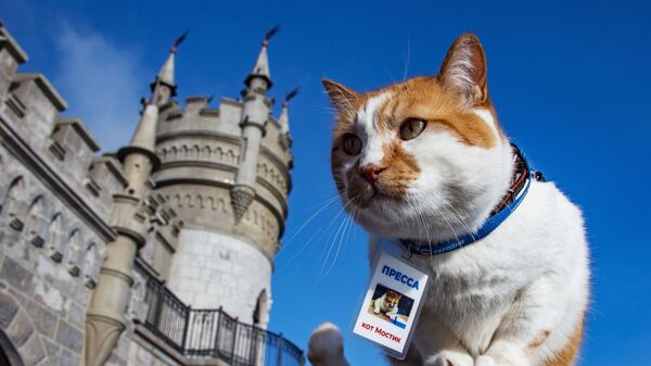 Знаменитый кот Мостик, ставший символом строительства Крымского моста - Sputnik Молдова