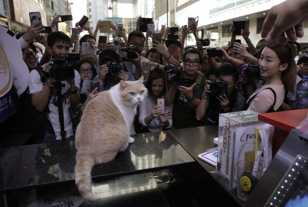 Фотографы и фанаты фотографируют знаменитого гонконгского кота Brother Cream на закрытии магазина, где любимец Гонконга прожил почти всю свою жизнь. - Sputnik Молдова