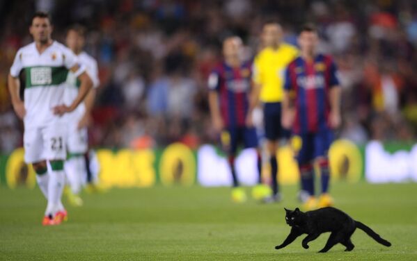 А вот и четверолапый любитель футбола. Кот выбежал на поле во время  матча на стадионе Камп Ноу в испанской Барселоне. - Sputnik Молдова