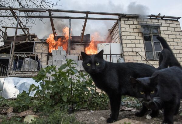 Кошки неподалеку от горящего дома в поселке Карегах во время обострения конфликта в Нагорном Карабахе. - Sputnik Молдова