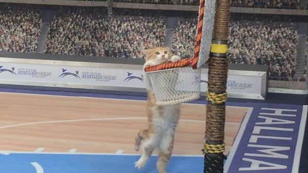 А этот кот – настоящая телезвезда. Он участник шоу Meow Madness (&quot;Мяу Безумие&quot;) на канале Hallmark. Здесь он предстал в роли баскетболиста. - Sputnik Молдова