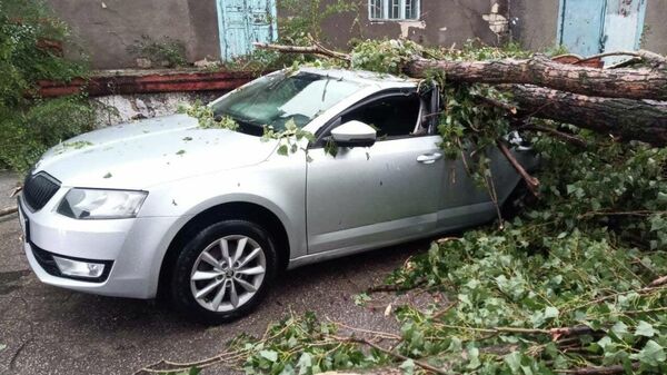 Поваленные ветром деревья повредилив кишиневе автомобили - Sputnik Moldova