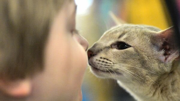 Правда и мифы о котах и кошках: что надо знать владельцам домашних животных
 - Sputnik Молдова