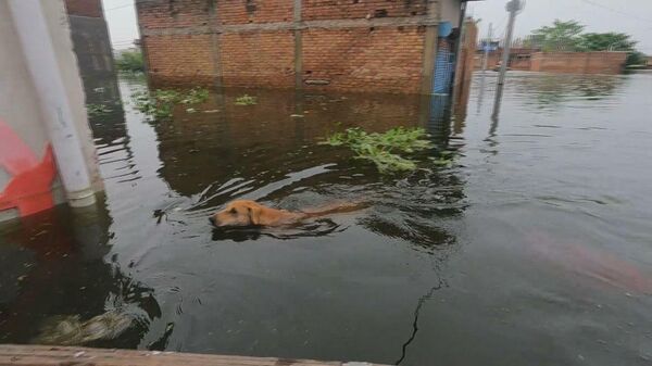 India: Ganga, Yamuna overflow bring floods to Uttar Pradesh - Sputnik Moldova-România