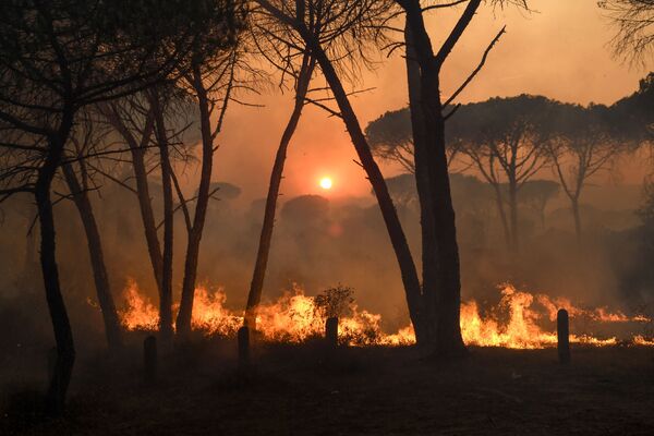 Лесной пожар недалеко от Гонфарона, на юге Франции. - Sputnik Молдова
