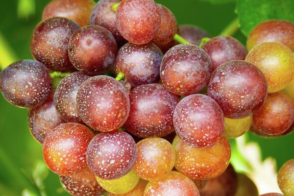 Необычные сорта винограда, полученные путем селекции. - Sputnik Молдова