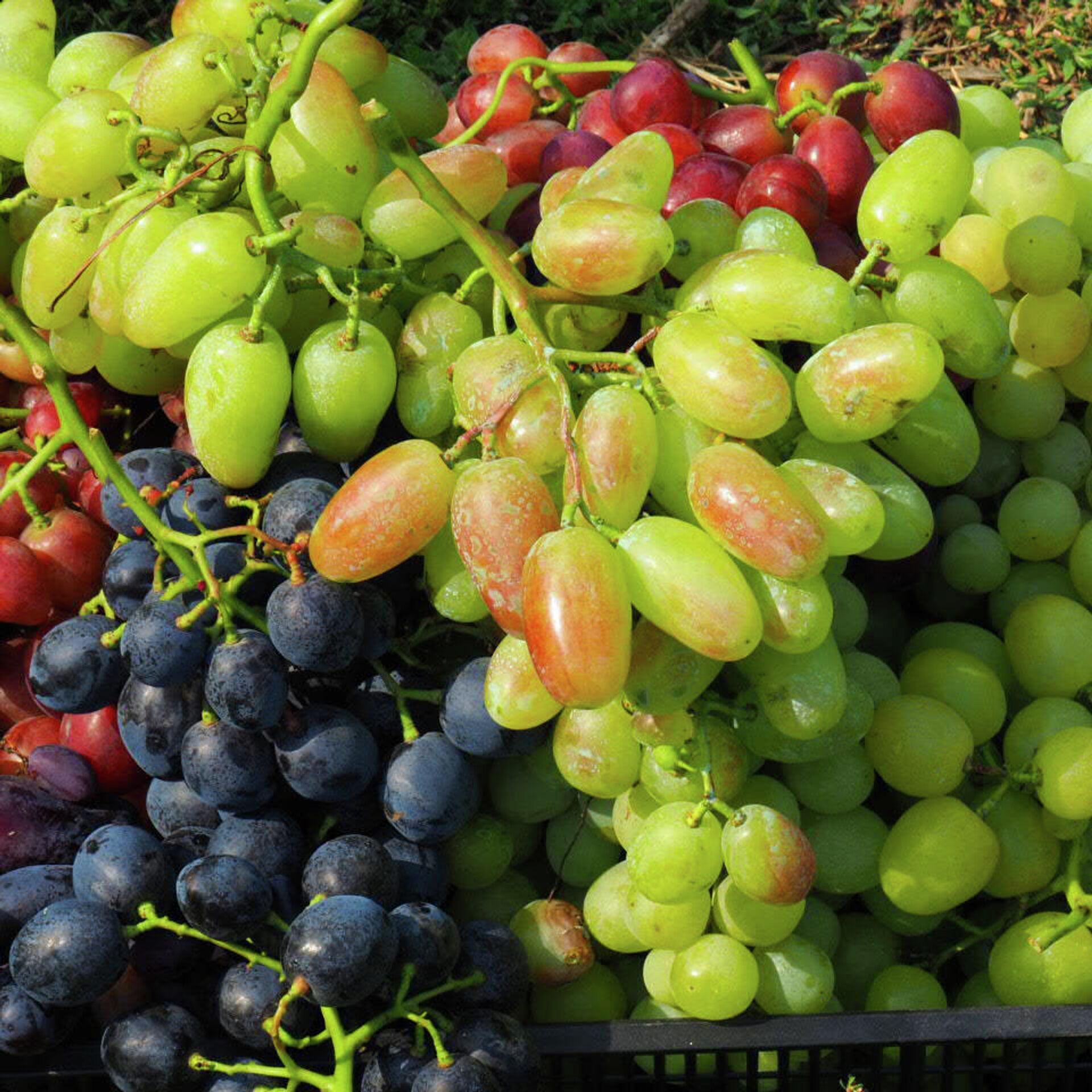 Виноград купить ростов. Сорт винограда Молдова. Продажа винограда. Кисточка винограда. Соджа купить виноград.